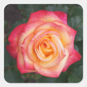 Adesivo Quadrado Dream come True Rosa nº 1 Stickers