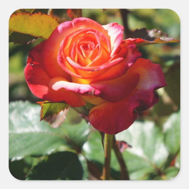 Adesivo Quadrado Dream come True Rosa nº 2-2 Stickers (Frente)