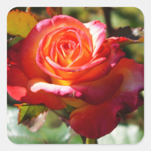 Adesivo Quadrado Dream come True Rosa nº 2 Stickers