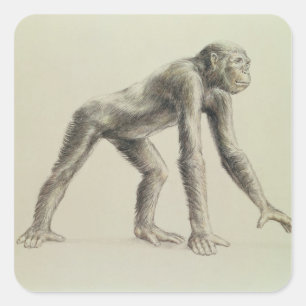Adesivo Quadrado Dryopithecus Africanus