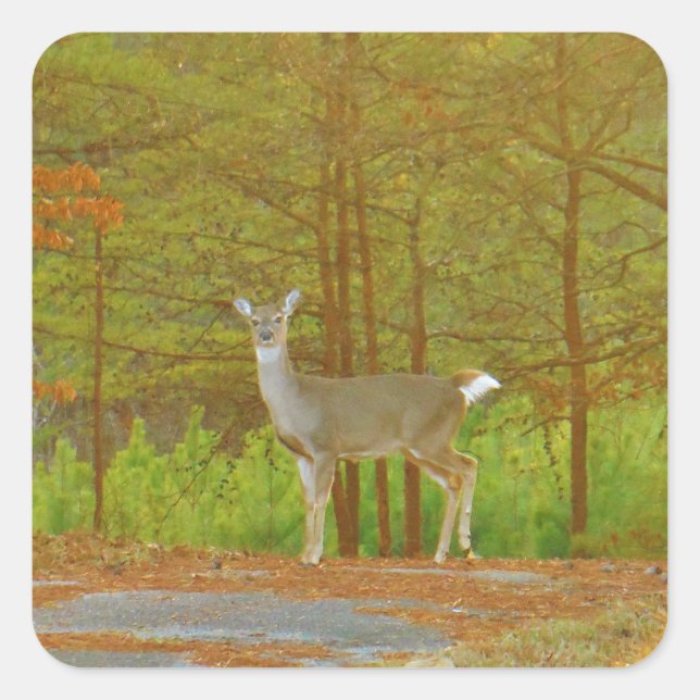 ADESIVO QUADRADO DSCF4041.JPG (Frente)