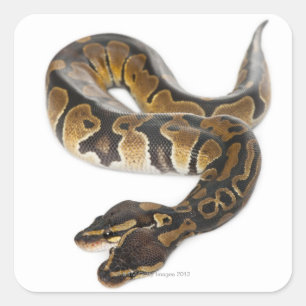 Adesivo Quadrado Duas cabeças em Python Real ou Ball Python - Pytho