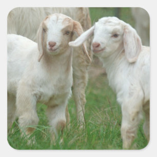Adesivo Quadrado Duas cabras brancas bonitos do bebê