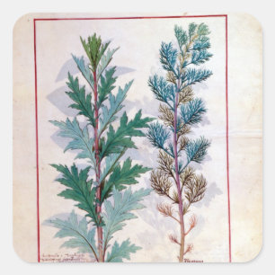 Adesivo Quadrado Duas variedades de Artemesia