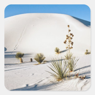 Adesivo Quadrado Dunas Transversais e Soaptree Yucca