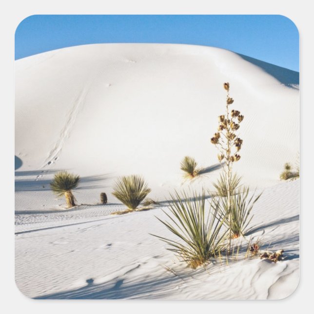 Adesivo Quadrado Dunas Transversais e Soaptree Yucca (Frente)