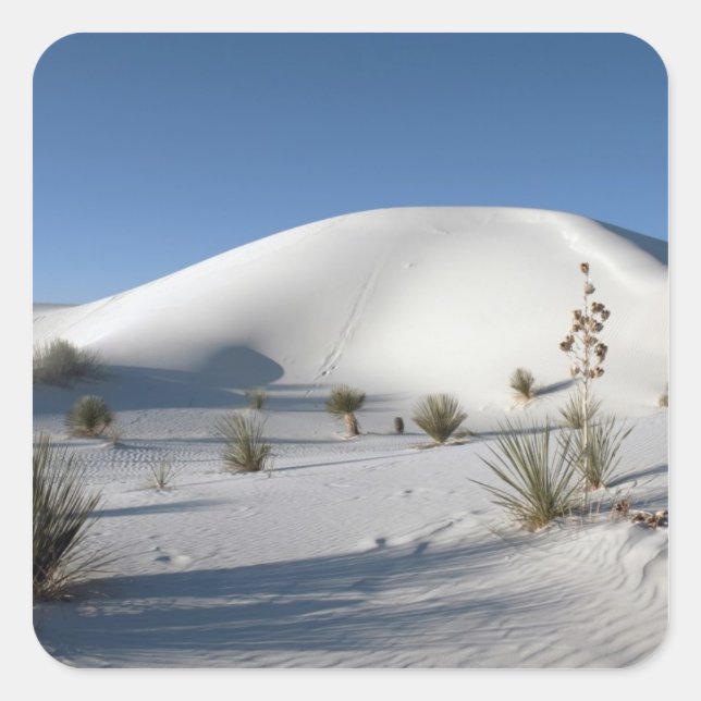 Adesivo Quadrado Dunas Transversais e Soaptree Yucca (Frente)