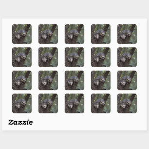 Adesivo Quadrado Duplo problema na cobertura: Twin Possum