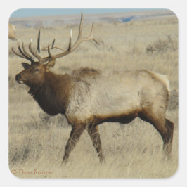 Adesivo Quadrado E55 Bull Elk