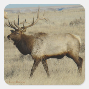 Adesivo Quadrado E55 Bull Elk