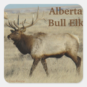 Adesivo Quadrado E55 Bull Elk Big Bull