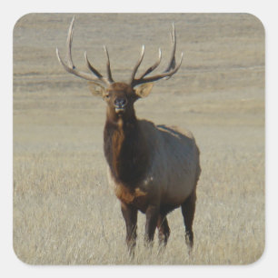Adesivo Quadrado E59 Bull Elk Huge