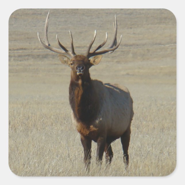 Adesivo Quadrado E59 Bull Elk Huge Bull (Frente)