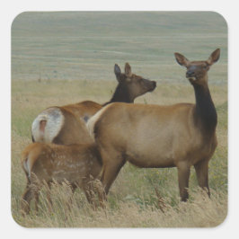 Adesivo Quadrado E61 Vaca Alce e Bezerro