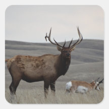 E63 Alce Macho e Antílope Pronghorn