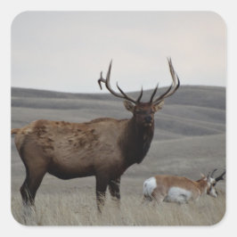 Adesivo Quadrado E63 Alce Macho e Antílope Pronghorn