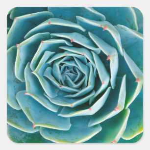 Adesivo Quadrado Echeveria Roseta, Jardim Secreto de Marrakech