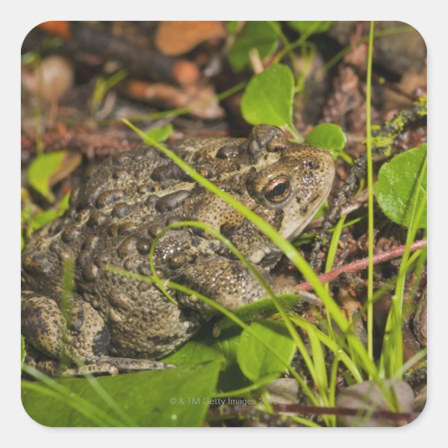 Adesivo Quadrado edmonton, alberta, canadá (Frente)