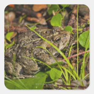 Adesivo Quadrado edmonton, alberta, Canadá