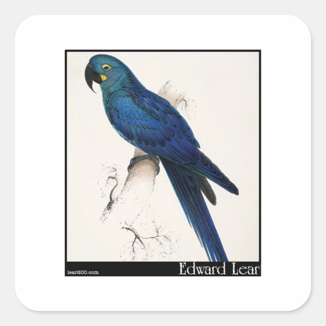 Adesivo Quadrado Edward Lear's Hyacinth Macaw (Frente)