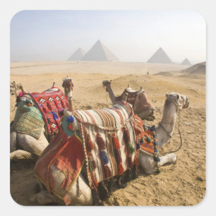 Adesivo Quadrado Egito, Cairo. Camelos descansando