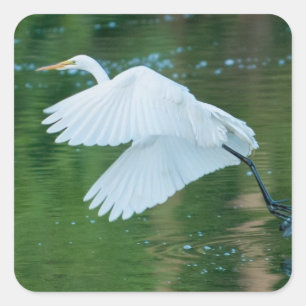 Adesivo Quadrado Egret Branco do excelente
