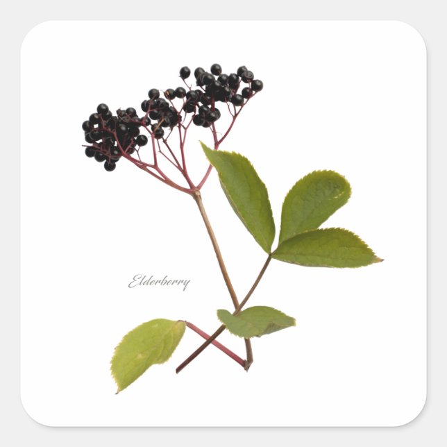 Adesivo Quadrado Elderberry (Frente)