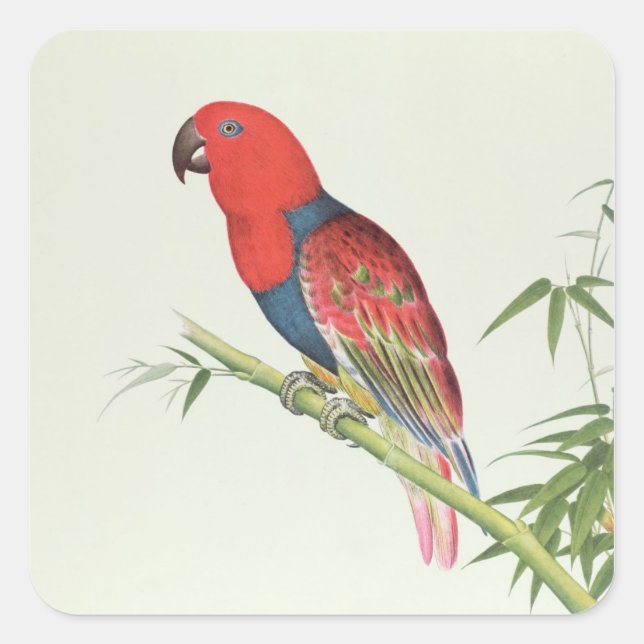 Adesivo Quadrado Electus Parrot, numa fotografia de bambu (Frente)