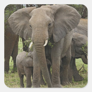 Adesivo Quadrado Elefante Africano Manada