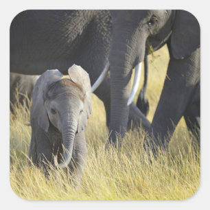 Adesivo Quadrado Elefante bebê