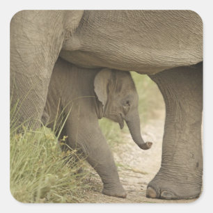 Adesivo Quadrado Elefante indiano / asiático e filhote, Corbett