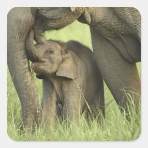 Adesivo Quadrado Elefante indiano / asiático e filhote, Corbett 2