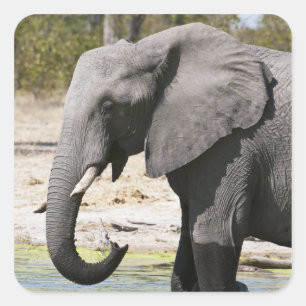 Adesivo Quadrado Elefante (Loxodonta africana), Canal Savute