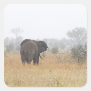 Adesivo Quadrado Elefante na névoa do amanhecer, nacional de Kruge