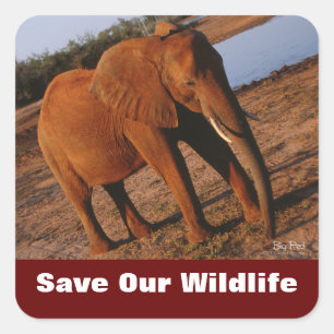 Adesivo Quadrado Elefante Salva Nossos Selvagens