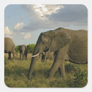 Adesivo Quadrado Elefantes africanos pastando, Loxodonta africana,