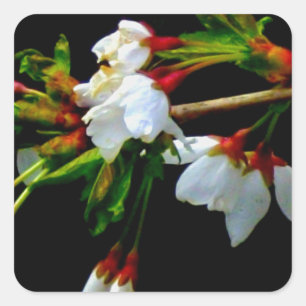 Adesivo Quadrado Elegante Flor de Cerejeira Branca em Preto e Branc