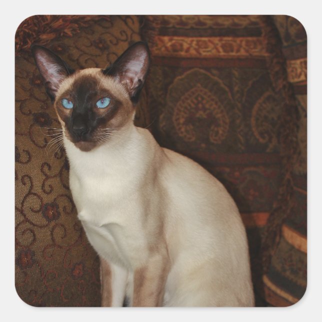 Adesivo Quadrado Elegante Siamese Cat (Frente)