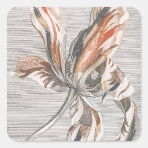 Adesivo Quadrado Elegante Tulipa Listrada Flor Antiga Gravura