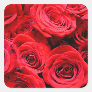 Adesivo Quadrado Elegantes rosas vermelhas e foto floral 