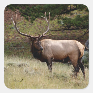 Adesivo Quadrado Elk na Natureza