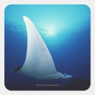 Adesivo Quadrado Embaixo de um raio manta