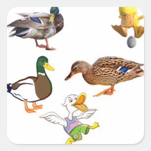 Adesivo Quadrado embalagem de pato