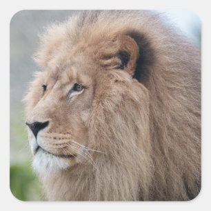 Adesivo Quadrado Embraço do Leão