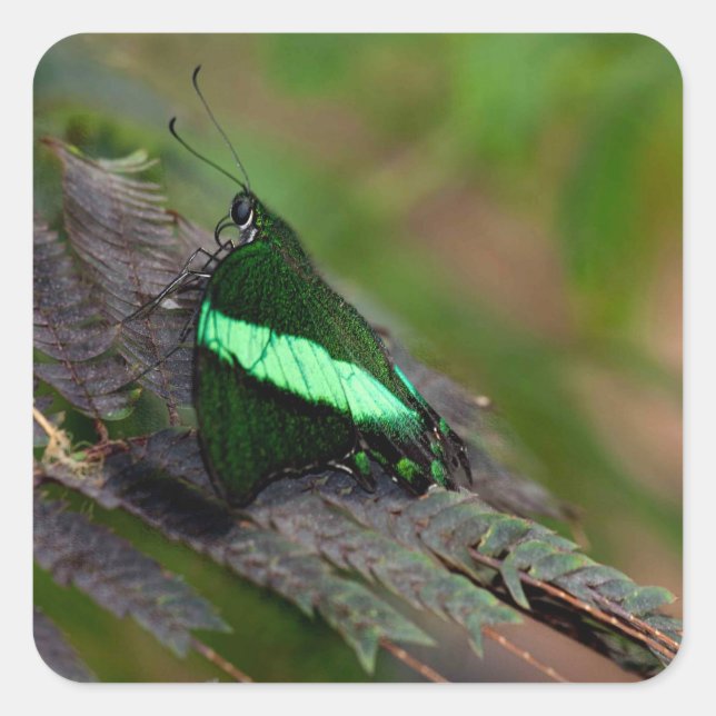 Adesivo Quadrado Emerald Swallowtail (Frente)