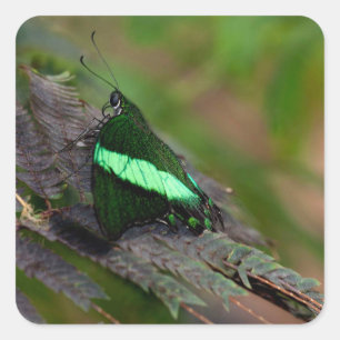 Adesivo Quadrado Emerald Swallowtail