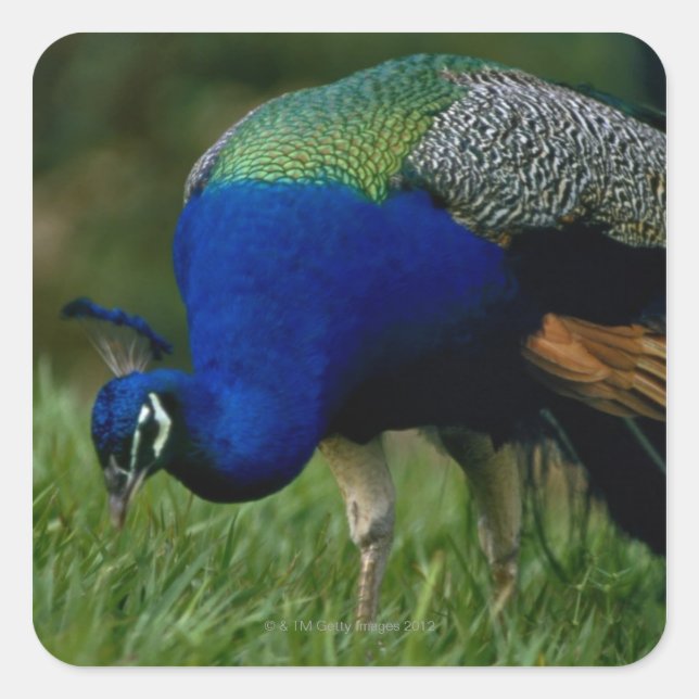 Adesivo Quadrado Encerramento de um pavão (Frente)