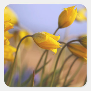 Adesivo Quadrado Encerramento dos daffodils