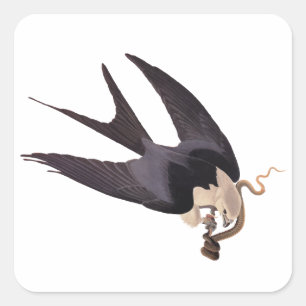 Adesivo Quadrado Engolir Hawk Alcance com Cobra Vintage Audubon