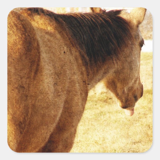 Adesivo Quadrado Engraçado Buckskin (Frente)